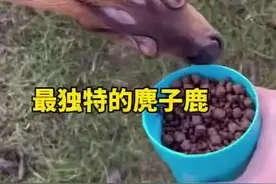 最独特的麂子鹿 #有趣的冷知识 #科普一下 #热门推荐