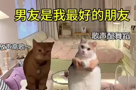男友是我最好的朋友 #猫咪表情包 #情侣日常 #情侣表情包 #猫咪视频封面