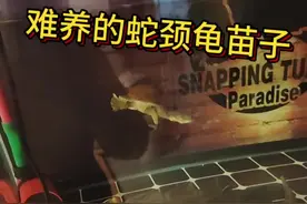 蛇颈龟苗子只要不开食，基本等死吧，开食还挺难，建议别买苗子，五个月都不开食，甲都软成肉了 #养龟日常 #养龟人 #蛇颈龟 #蛇颈龟苗