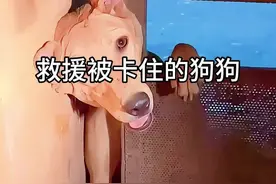 #救援被卡住的狗子 #狗狗倒霉瞬间