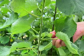 苎麻这种植物你认识吗？#植物科普 #三农 #dou来广东百千万视频封面
