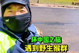 单人骑小房车环游中国，大山里遇到野生猴群，露营地偶遇自家粉丝视频封面