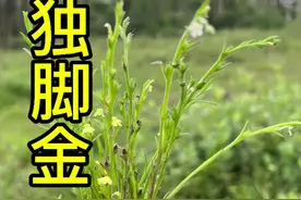 独脚金定于季节生长5至8月生长周期，当季很多宝妈宝爸组队到山上采摘回家晒干后囤起来， 大家知道为什么吗？欢迎留言区#独脚金#大自然的馈赠 #我的乡村生活视频封面