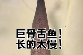 这不会又是一条长不大的老头巨骨吧！感觉被骗了啊！#巨骨舌鱼 #养鱼日记 #亚马逊猛鱼