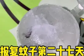 最近天气太热了，让蚊子住冰箱里凉快爽一下#蚊子#灭蚊哥#冰冻#给蚊子上一课 #可恶的蚊子视频封面