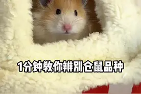 一分钟教你辨别仓鼠品种#金丝熊 #仓鼠 #新手养鼠指南视频封面