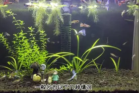 观赏鱼腹部和身体发黑的原因 #观赏鱼 #水族 #养鱼日记 #养鱼视频封面