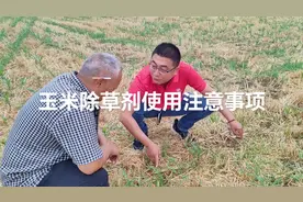 玉米苗后除草剂使用技术指导。