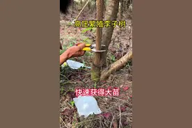 高压繁殖果树大苗 用高压繁殖的方法不仅生根快、方法简单而且得到的都是超大苗，可以缩短开花结果的时间，大大的提高果农的效益，花友们学会了可以省去不少买苗钱#技术分享 #嫁接技术分享 #三农 #2024新农人计划 #快速生根视频封面