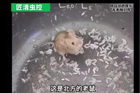 南方蟑螂老鼠🆚北方蟑螂老鼠🐭分享一下你们家的蟑螂老鼠吧🤓