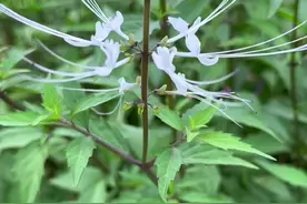 猫须草花朵极具辨识度，花蕊很像猫的胡须 #dou来广东百千万