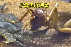 沙螽再战螃蟹，号称昆虫绞肉机的它能翻盘吗？#神奇动物在抖音