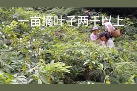 黄花倒水莲鲜叶采摘季！一天收五百斤鲜叶，工人开心，我也开心视频封面