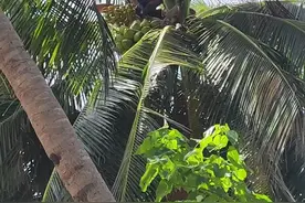 如何把一百斤的椰子完整放到地面上来?怎么爬椰子树?跟着本地人学习爬树技巧，马代岛屿众多，十分漂亮，要想荒岛求生必须学会采椰子，这可不是大家想象的那么简单#荒岛求生 #采椰子视频封面