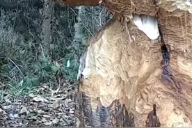 河狸是自然界中的激烈狂魔，水桶粗的大树也轻松咬断#内容启发搜索 #河狸