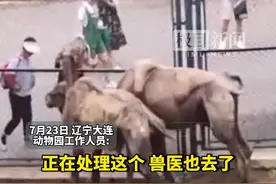 动物园回应骆驼瘦成皮包骨：进食量不少，兽医已去治疗视频封面