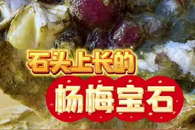 天然杨梅宝石 户外挖到的紫红色萤石球，天然形成的杨梅状！#户外 #寻宝 #矿物晶体 #矿物标本 #户外寻宝教程视频封面