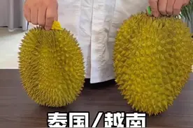 越南的金枕榴莲和泰国金枕到底有什么区别？#榴莲 #金枕榴莲 #榴莲控 #开榴莲 #小小宋开榴莲