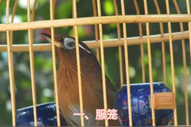 几招教你养好画眉鸟！#画眉鸟 #爱鸟护鸟 #人与动物和谐共处视频封面