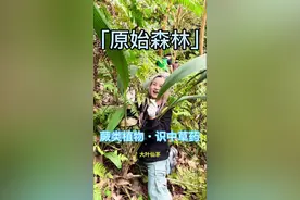 穿越原始森林，寻最真的野生药材，误入一片蕨类草本，有金毛狗蕨，马蹄蕨，桫椤。更有珍贵的老虎须，大叶仙茅，意外发现了市面上极为罕见的野生黄精。#野生中草药   #中越边境 #山野自然 #采药人 #识百草