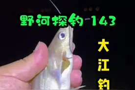 小河沟被电工给光顾了，没有办法只能来大江搞大鱼了。蓝鲫青春版，年轻新势力！#原来钓鱼才是抖音运动顶流 #夜钓 #2024dou来钓鱼 #沃鼎王朝系列 #一包蓝鲫战天下@龙王恨官方旗舰店视频封面