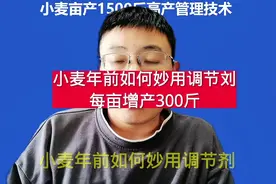 小麦年前如何用好调节剂让小麦每亩增产300斤