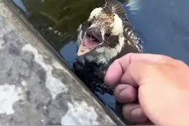 小哥救助的笑翠鸟 放生后笑翠鸟带着家族来看望小哥了视频封面