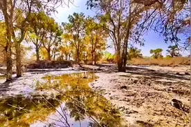 塔里木河为中国第一大内陆河，全长2179公里，河水很不稳定，