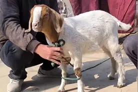 可爱的羊羊失去了它的蛋蛋😭😭 #农村生活 #兽医 #动物 #去势