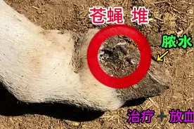 脓水外溢苍蝇扎堆！拐驴三脚跳着走，腿肿硬如棒槌视频封面