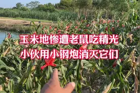 玉米惨遭老鼠破坏，小伙拿出灭鼠小钢炮，鼠害的死期到了