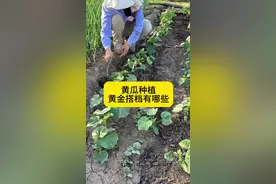 黄瓜种植的好邻居#黄瓜肥料配方 #关注我每天分享种植知识 #黄瓜种植 #来抖音学农技 #三农