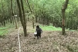 外行人看到的是胶水，内行人看到的是白花花的人民币，涂药第二刀比第一刀还多，今天丰收了，再苦再累也值得啦#农村生活 #抖音记录农村生活 #割胶人