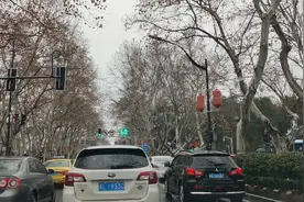 不知道为什么南京这么多法国梧桐树，知道的朋友请在评论区告诉我视频封面