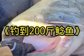 男子为了钓到这条两百斤的巨型鲶鱼，半年时间拉断13根鱼竿#户外捕鱼 #内容启发搜索视频封面