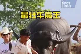 最大的水牛你见过吗#解说版动物世界 #水牛视频封面