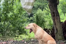 一人一狗隐居深山采摘野果子 生活太安逸了#记录真实生活 #日常vlog #农村生活视频封面