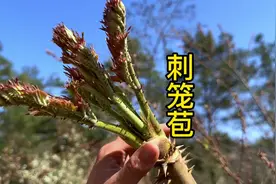 四川的刺笼苞和东北的刺老芽，到底是不是同一种野菜