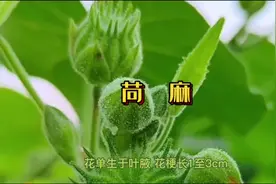 苘麻别名䔉、䔛、白麻、青麻、野棉花、叶生毛、磨盘单、车轮草