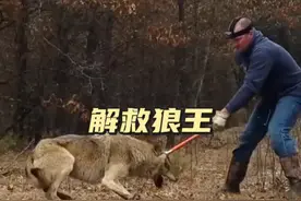 解救狼王 狼王被夹子夹住了腿，好在男子出手救助，过程也太紧张了#动物解说 #神奇动物在抖音 #动物世界 #野生动物零距离 #动物救援视频封面