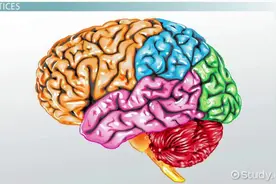 脑结构（二）大脑皮层结构、功能与联合区 #心理学 #科普