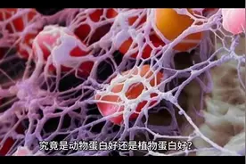 动物蛋白和植物蛋白怎么搭配才能达到最佳的效果？