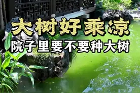 院子里能不能种大树？ 其实院子里种大树也有好处哦！虽然有人觉得树不能盖过房子气势，落叶难打扫，但我建议种一棵主景树。它能增加庭院层次感，在二楼也能看到绿色。选品种要考虑四季变化，比如乌桕树，夏天遮阳冬天落叶，还很漂亮。而且大树底下好乘凉，夏日在水榭边享受户外空气，多惬意啊！#苏式建筑 #中式庭院 #中式合院 #四合院 #中式建筑
