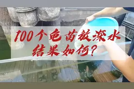 把100个刚出生的龟苗放在七八十公分的户外的深水池里视频封面