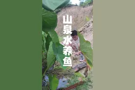 回村改造天然泉眼养鱼，我找回了童年玩水的快乐#就这么过夏天 #养鱼 #古法养鱼 #古法养鱼开缸 #泉水
