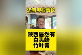 陕西居然有白头蝰蛇 #白头蝰 #竹叶青 #原矛头蝮 #菜花原矛头蝮视频封面