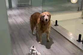 真是没完没了 最后金毛的表情也是我的表情#养狗人 #法国斗牛犬 #狗都嫌的年纪 #狗狗 #精神小狗视频封面