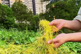 村里人经常采收晾晒的这种植物叫菟丝子，你了解吗？#三农 #植物科普 #农村生活视频封面