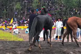 严父拉缰绳，助子上马背，人生路上永不忘扶你上马的人，有了父亲的全力扶持儿才能驰骋天涯，#马背上的民族