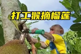 这只打工猴好敬业#泰国 #打工猴 #猴子视频封面